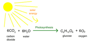 Image 1 – Photosynthesis Equation