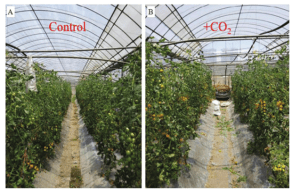 Image1 - CO2 Enriched Greenhouse