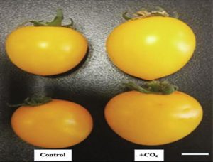 Image2 - CO2 Enriched Products