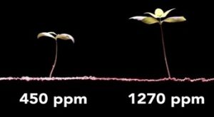 Image3 - CO2 Enriched Plant